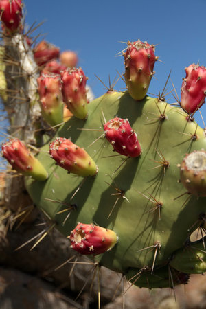 with cactus fruit
