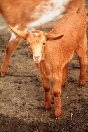 goatのeditorial素材