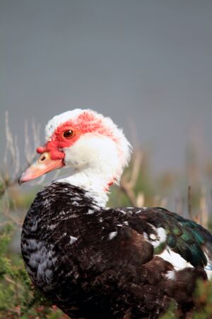 Muscovy duckの写真素材