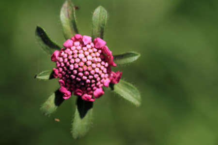 flower in the fieldの写真素材