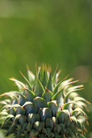 thistleの写真素材