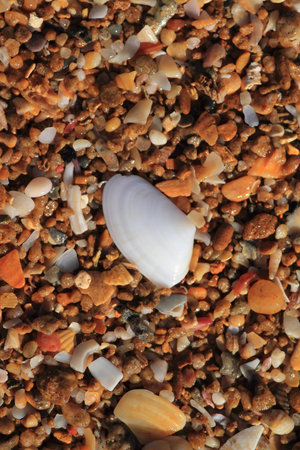 clams on the beach