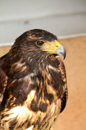 Harris eagle
