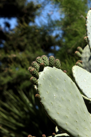 Prickly pear