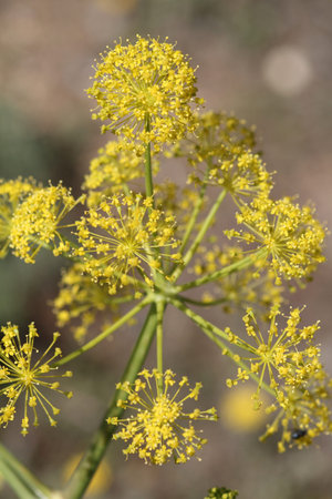 Thapsia villosa