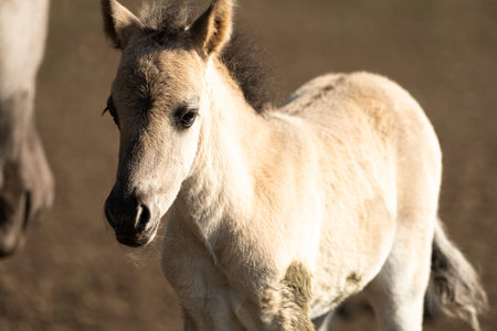 A little wild horse foal.の写真素材
