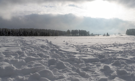 Beautiful winter landscape with snow-covered meadow and pine treesの写真素材