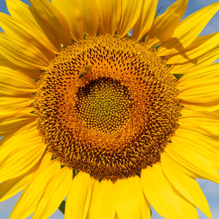 Close-up, sunflower field in sunny Tuscany, yellow flower with beeの写真素材