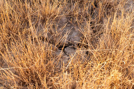 Cracked sail earth and grass field is dry. Dry ground in nature of country side.の写真素材
