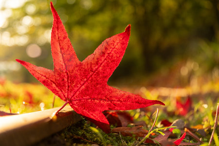 Red leaf fall at park in autumn, railway.