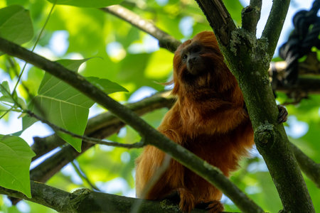 Golden lion tamarin (Saguinus imperator) on a tree