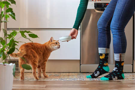 Unrecognizable woman feeding her cat in socksの写真素材