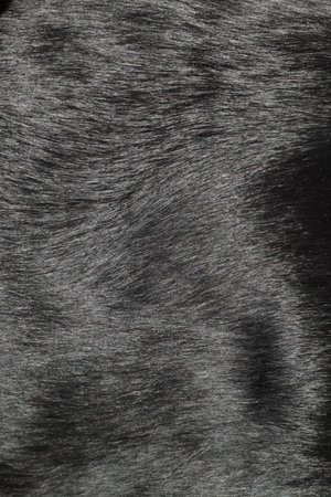 black dog hair textureの写真素材
