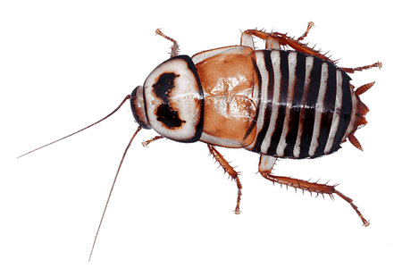 eurycotis decipiens