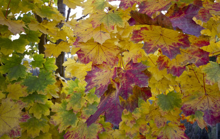 background leaves of autumn with distinct colours