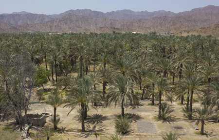 Palm oasis between the mountains in Fujairah (United Arab Emirates)の写真素材