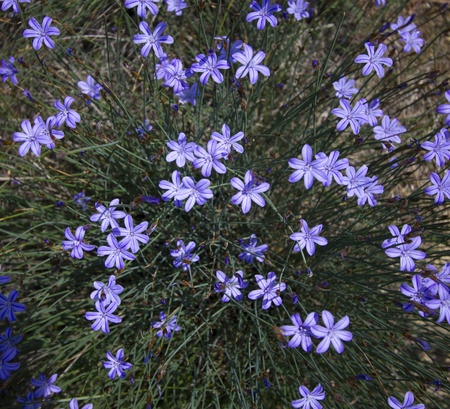 Aphyllanthoideae is a monocot subfamily of flowering plants in the family Asparagaceae, order Asparagales  The subfamily  and family  names are derived from the generic name of the type genus, Aphyllanthes, endemic to the western Mediterranean region の写真素材