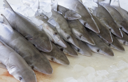 sharks in fish market of Fujairah (Unites Arab Emirates)の写真素材