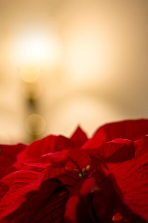 Christmas background, Poinsettia plant (Euphorbia pulcherrima)の写真素材