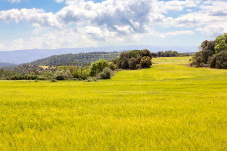 wheat field in Catalonia (spain)の写真素材