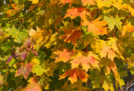 background leaves of autumn with distinct colours
