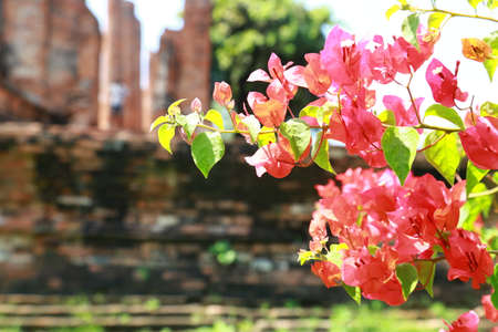 Bougainvilleaの写真素材