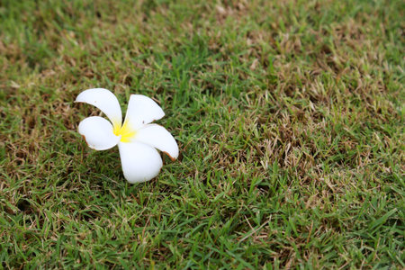 plumeria flower on the grass floor