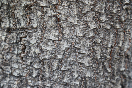 Old wood wall texture background black color and selective focus