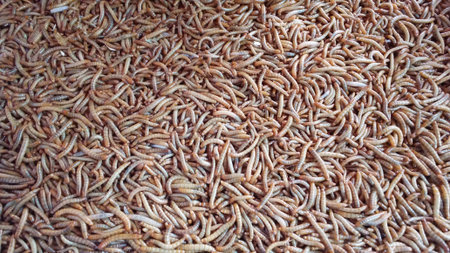 a tangle of manure worms closeup