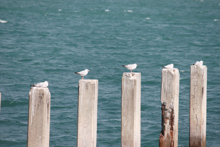 Seagull Standing on a cement block in the seaの写真素材