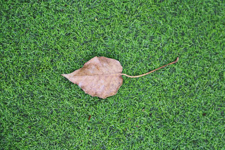 dry leaf on the grass fieldの写真素材