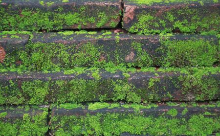 cement brick Mos floor background.の写真素材