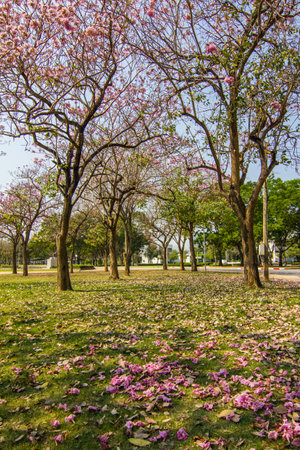 The pink flowerの写真素材