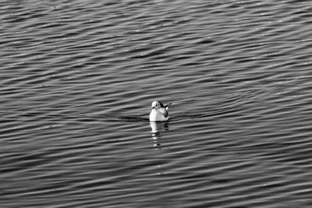 seagull in the waterの写真素材