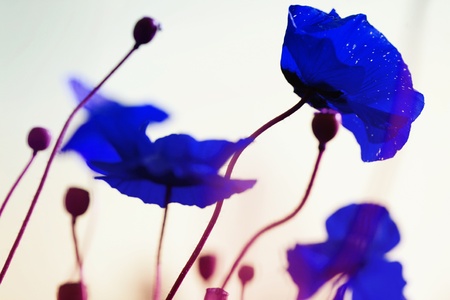 Psychedelic outdoor shot of fancy bright blue poppies, selective focusの写真素材
