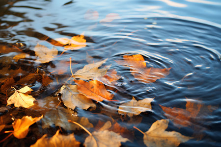 Autumn leaves on the water surface. Beautiful autumnal background.の素材