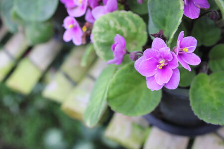 purple flowersの写真素材