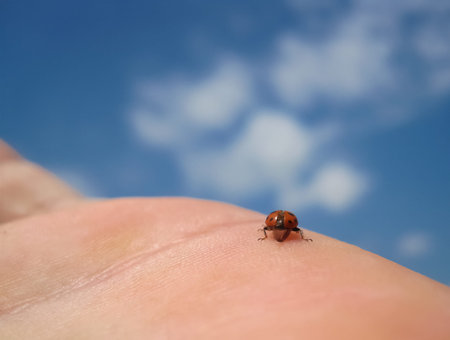 Ladybug on the palm ready to fly towards the blue skyの写真素材
