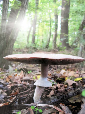 Brown sunstroke mushroom growing in the wood out from earthの写真素材