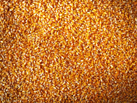 A bunch of yellow dry corn in the sun in autumn