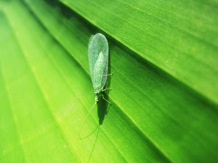 Beautiful green lacewing with transparent wings and golden eyes on green leafの写真素材