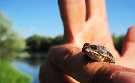 Close-up of miniature,small frog sitting on the middle finger of man on the sunset|river drave|backgroundの写真素材