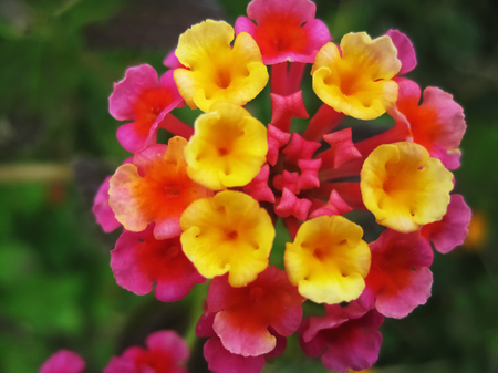 Close up photo of colorful flower with small,yellow,orange and pink thrumpets|lantana hybrid                            の写真素材