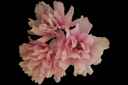 Pink japanese cherry flower on the black backgroundの写真素材