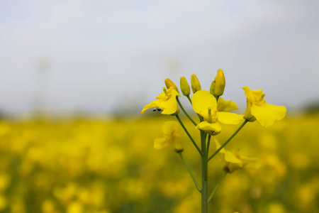 Yellow rapeseed flower with tiny black bug hiding below petal and yellow field in the background