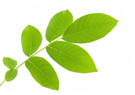 green leaves isolated on white backgroundの写真素材