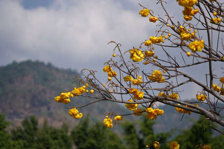 Blossom yellow flower with mountain backgroundの写真素材