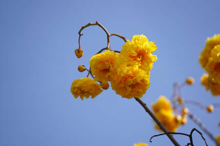 Yellow flowers in the blue skyの写真素材