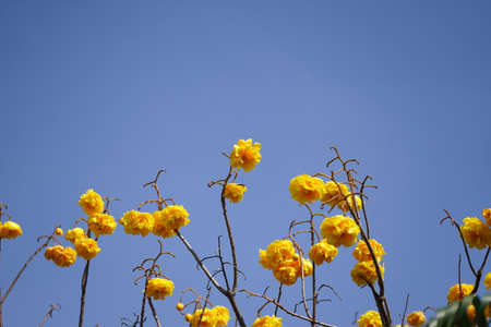 Yellow flowers in the blue skyの写真素材