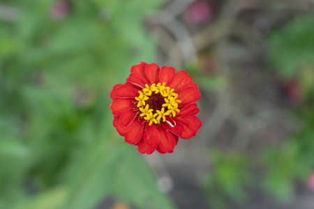 Colorful red flower yellow pollens top viewの写真素材